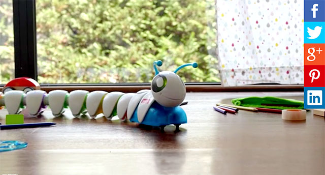 codi-oruga